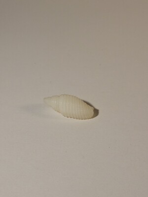 Hand Picked Hawaiian Mitra Coronata Shell