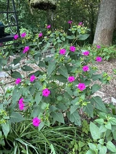 Fuchsia Four o’clock Seeds. Beautiful Pink.