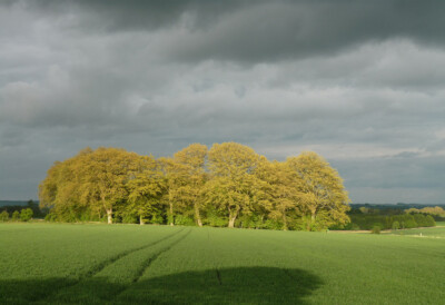 FOTO ACKERLAND IN DER NÄHE VON NOTGROVE DIE BÄUME HEISSEN AUF DER KARTE PEMMINGTON COPPICE.