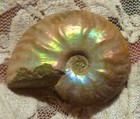 40mm Iridescent AMMONITE FOSSIL 100 MYO Madagascar OLD STOCK 86.5 carats — photo 1