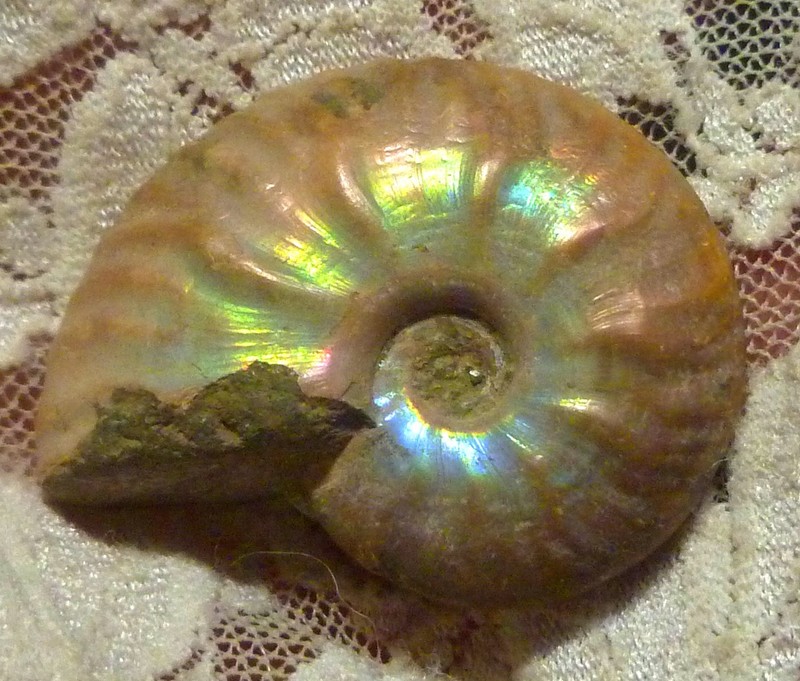 40mm Iridescent AMMONITE FOSSIL 100 MYO Madagascar OLD STOCK 86.5 carats