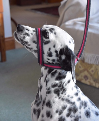 FIGURE OF 8 AIRWEB SOFT PADDED HEADCOLLAR/LEAD COMBINATION BEST QUALITY HANDMADE