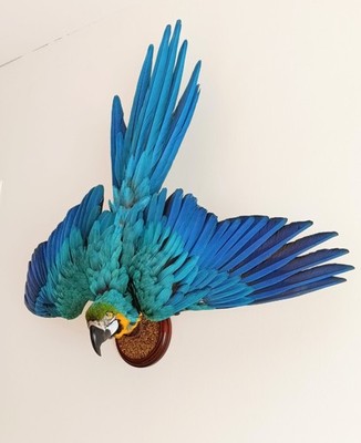 Taxidermy, Cabinet De Curiosites: Ara ararauna Gialloblu