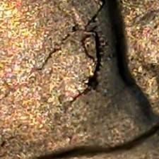  on The Hot Collector