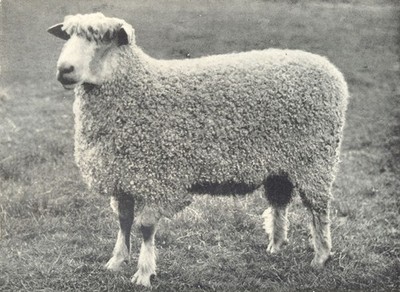 SHEEP. Wensleydale Two-Shear Ram-''Royal Gloucester'' first RASE. show, 1910 1912