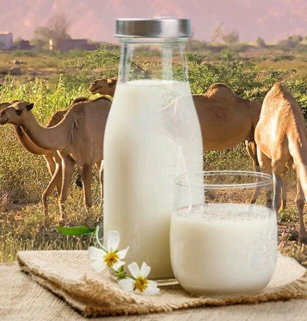 Image result for camel milk