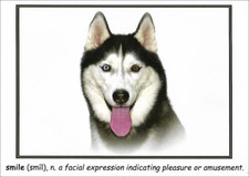Siberian Husky Note Card ~ Smile ~ Fun Card for Dog Lovers
