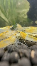 5 1 Orange Rili - Freshwater Neocaridina Aquarium Shrimp. Live Guarantee