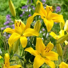 1 - YELLOW POWER ASIATIC LILY Live Flower Bulb  * GREAT POLLINATORS
