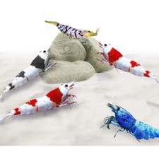 SunGrow Rocks for Shrimp, Crawfish, Snails, Calcium Helps in Molting