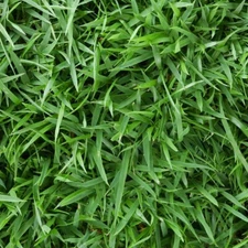 Zoysia Empire grass seeds 1/8 lb