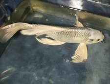 12" BUTTERFLY MATSUBA PLATINUM OGON (white / black Matsuba scales) FREE SHIPPING