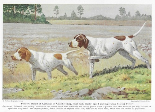 Pointer - CUSTOM MATTED - 1947 Vintage Color Dog Art Print