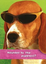 Designer Greetings Hounded By The Puparazzi Funny  Humorous Dog Birthday Card