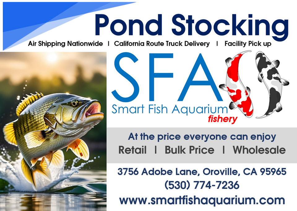 RAINBOW TROUT for pond and aquaponics LIVE Fish eBay