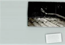 40065247 - 6732 Edenkoben Pheasant Southern Wine Route LKR