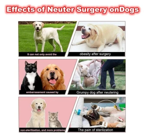 Dog Mating Toys Simulation Plush Pet Sex Play Silicone Vent Stress Reliever Tool - Picture 4 of 24