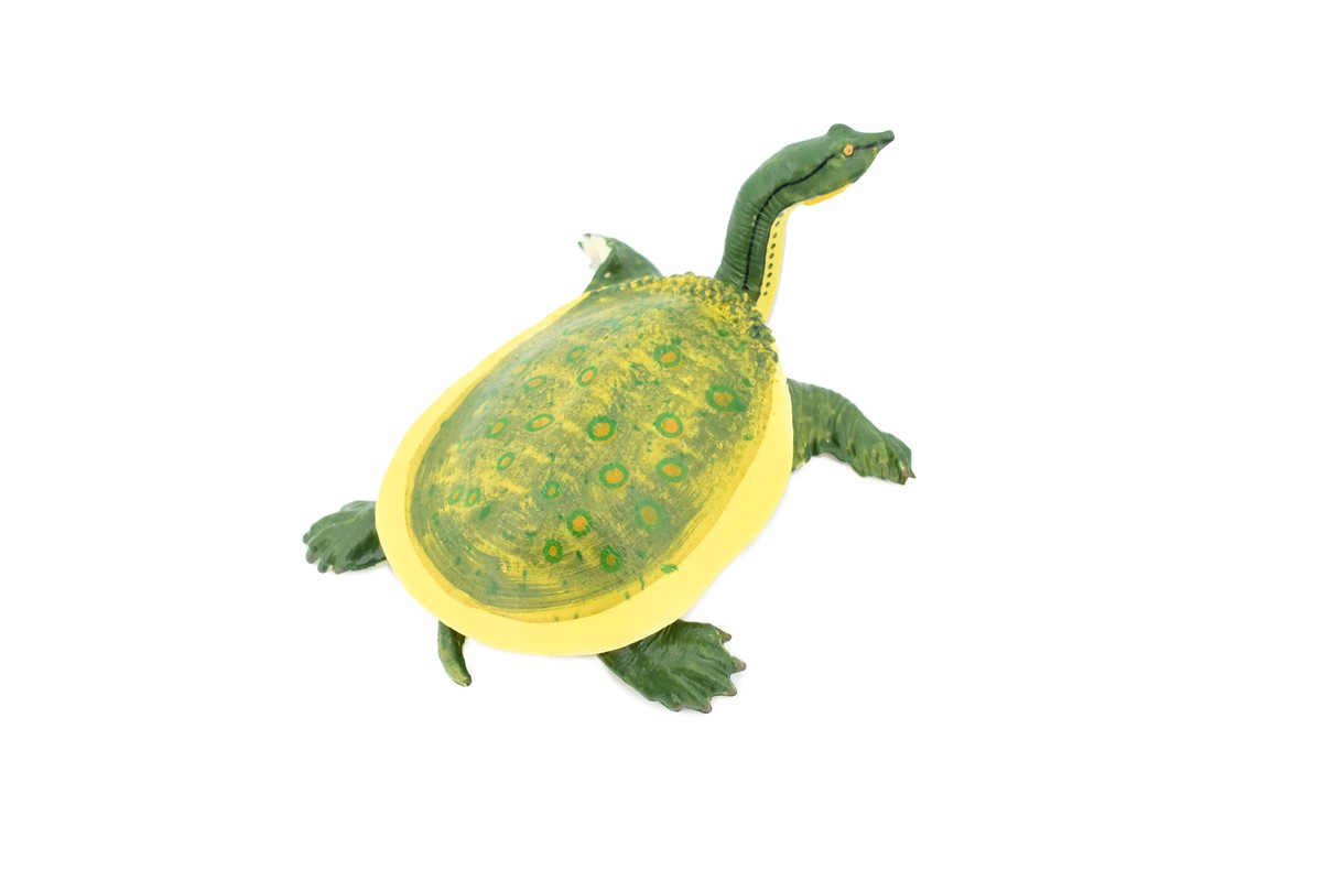 Soft Shelled Turtle, Hand Painted, Realistic Toy Model, Gift, 7