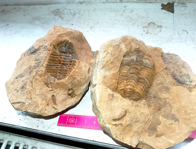 Fossil Krebs Trilobith Devon 3-lap Krebs Oase ErfaundKnolle 5x9 x 11 cm ,678 gr.