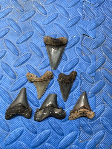 Lot of 6 Angustidens shark tooth fossil from SC