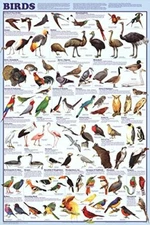 Birds Educational Science Chart Poster 24 x 36