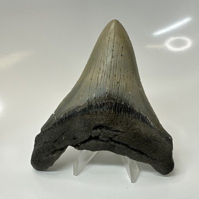 Megalodon Shark Tooth 4.30 Inch - Serrated - Wide Fossil - Real Teeth 20450