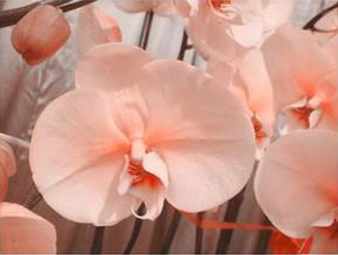 33 PCS Phalaenopsis Orchid Flower Seeds Peach B21 & Purple G7, Butterfly Orchid - Image 3 of 3