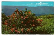 FLAME AZALEA IN BLOOM ON GREGORY BALD - GREAT SMOKY MOUNTAINS NAT'L PARK Vtg PC