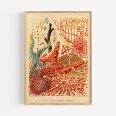 Great Barrier Reef Echinoderms by William Saville-Kent Poster Print Wall Art | F