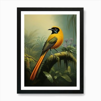 Splendid Plumage Wilsons Bird-of-P gerahmtes Wandbild Poster Leinwanddruck Bild