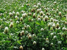 Trifolium alexandrinum | Egyptian Clover | 100 Seeds