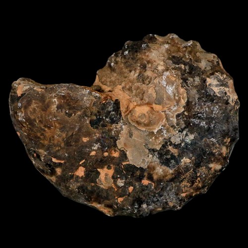 3.1" Mammites Nodosoides Ammonite Fossil Shell Upper Cretaceous Age Morocco - 第 1/8 張圖片