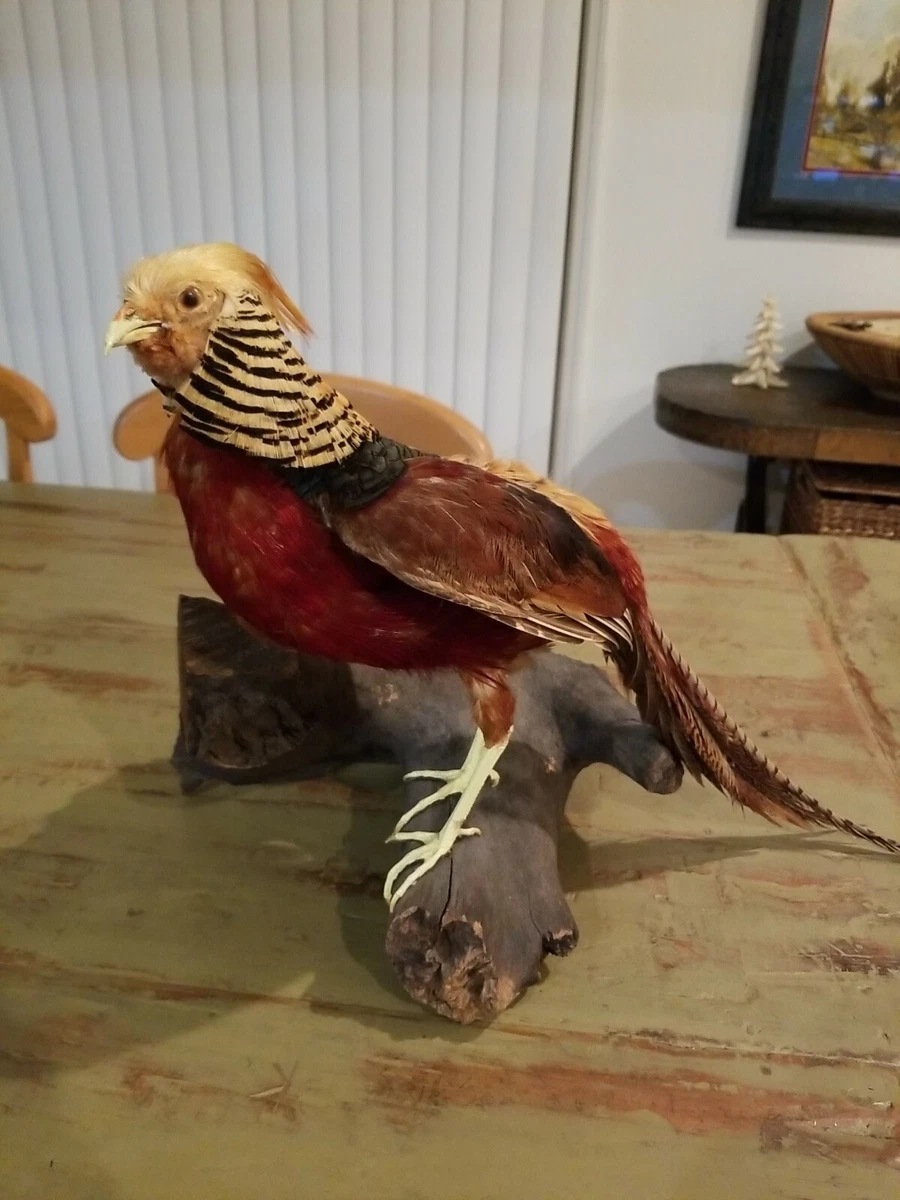 Stuffed pheasant hotsell for sale
