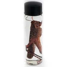 Grasshopper wet specimen Arizona USA