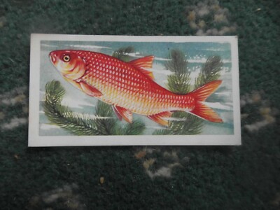 Brooke Bond "Freshwater Fish" 1960 original tea-card, No.8, "Golden