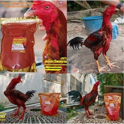 Polvo de gallo de cúrcuma roja músculos piel nutrir pollo fortalece saludable - Imagen 12 de 15