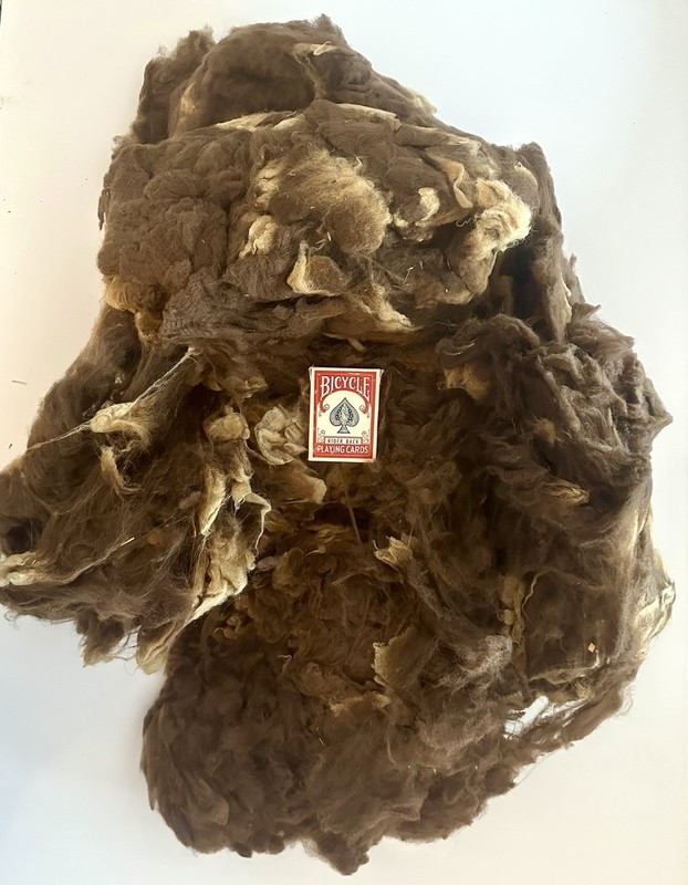 4lbs 4oz Raw Shetland Sheep Fleece Wool Natural Brown Moorit Spinning Fiber (E2