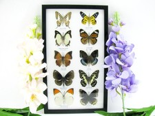 10 Farfalle splendidamente preparate - murale vetrina - tassidermia - A-10-h-08