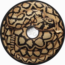 Niue 2025 Year Snake Rattlesnake $10 5 Oz Gilded Silver Proof Black—mintage 888