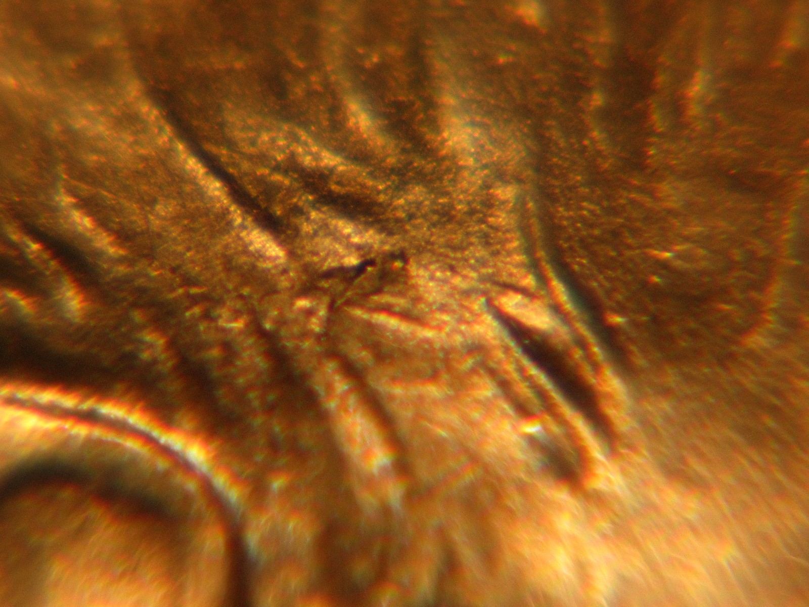 Picture 2 of 11