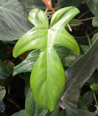 Philodendron Florida Beauty Green Form Unrooted Cutting | eBay
