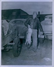 1950 Carrying Pig to Truck Little Falls MN Press Photo