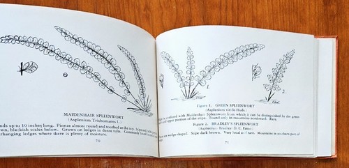 Vintage 1948 Illustrated "Revised Ferns" by Farida A. Wiley Paperback AMNH GUC - Picture 16 of 24