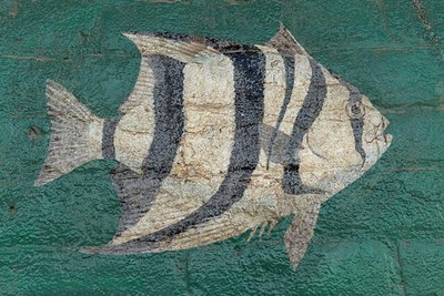 #ad #ad Photo:Port Isabel Texas 1906 Fish Mural Champion Building Fish Painting $13.49