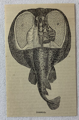 1886 magazine engraving ~  TORPEDO Electric Ray