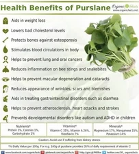 300+ Purslane  Seeds-Organic-Non GMO- Portulaca oleracea