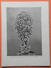 Kolonia Małże kacze na boi tonowej druk z 1912 roku morstwo 