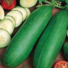 Tendergreen Burpless Cucumber Seeds (25+ Seeds)