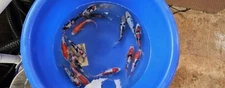 Shinoda HQ Imported Live Koi Fish - 7-8" Doitsu Mix