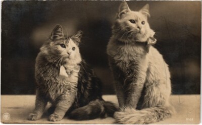 PC CATS PORTRAIT OF CATS (a2043)